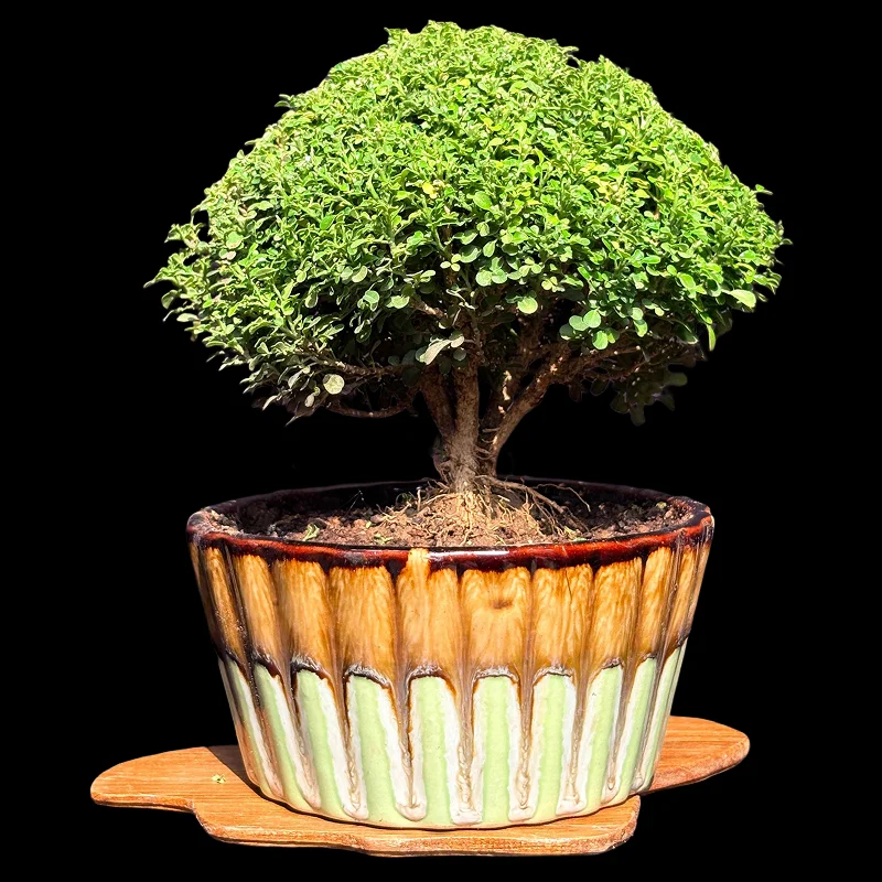 MURRAYA DWARF MINIATURE KAMINI